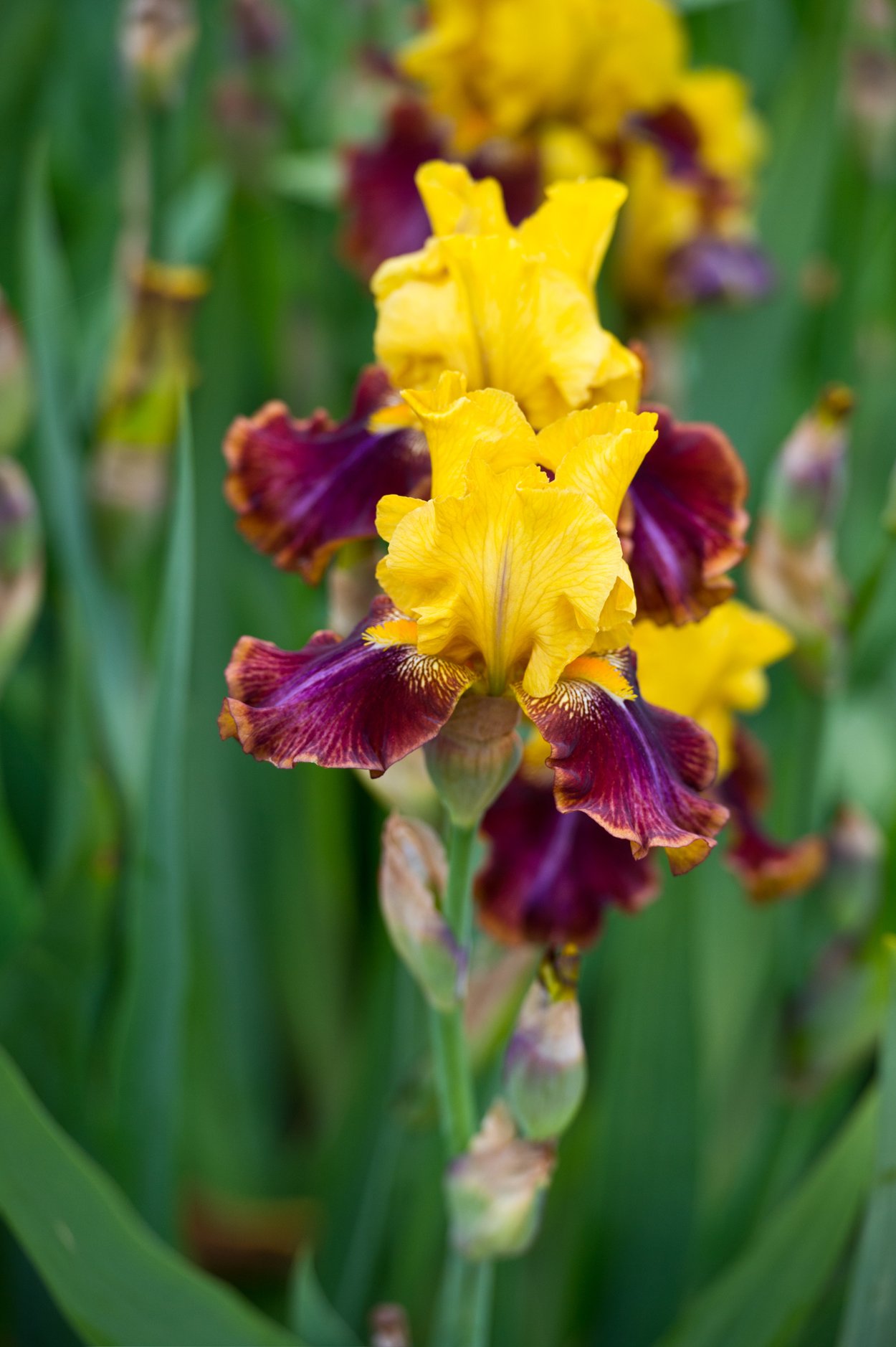 Iris Bedeutung: Bunte Iris Iris Bedeutung: Bunte Iris