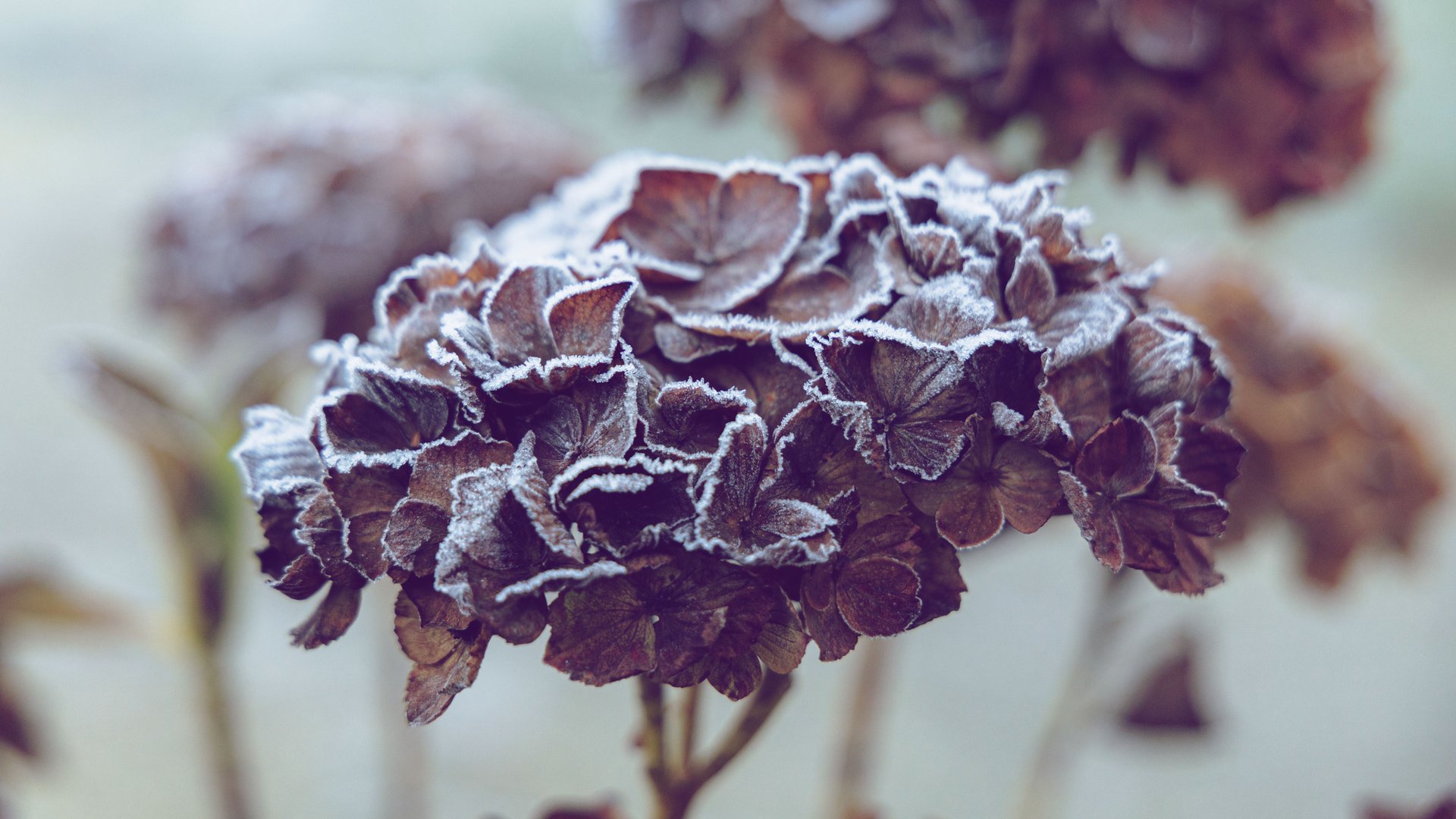 Wie-berwintern-Hortensien-am-besten-5-Tipps-mit-denen-ihnen-Frost-nichts-anhaben-kann