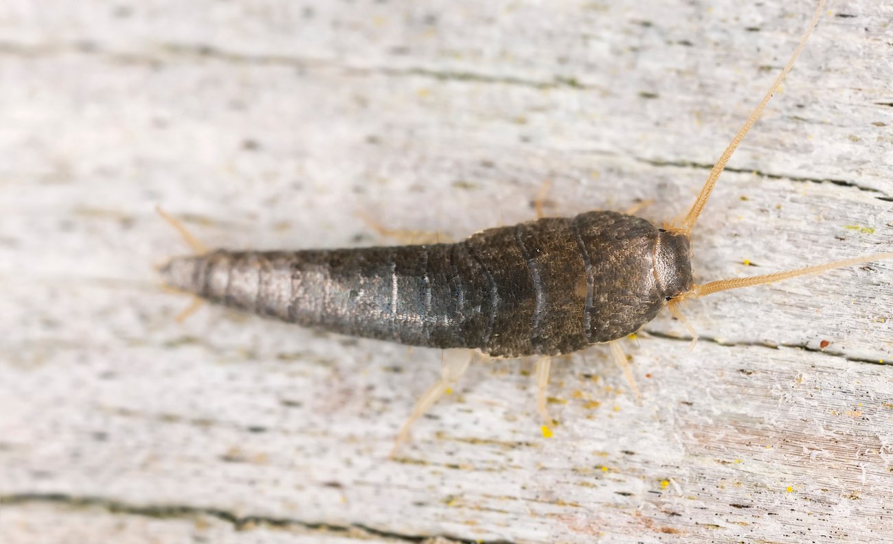 Silberfische Hausmittel Silberfische Hausmittel