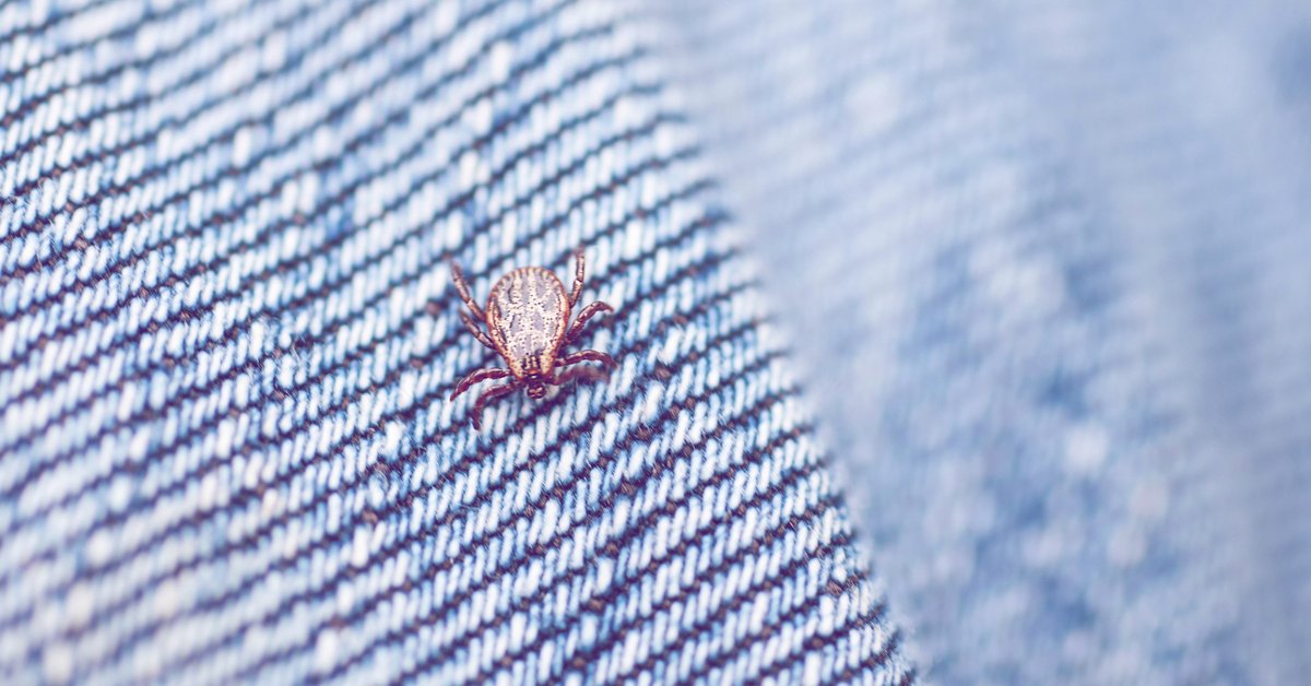 Die Hyalomma-Zecke breitet sich bereits aus: So schützt du dich