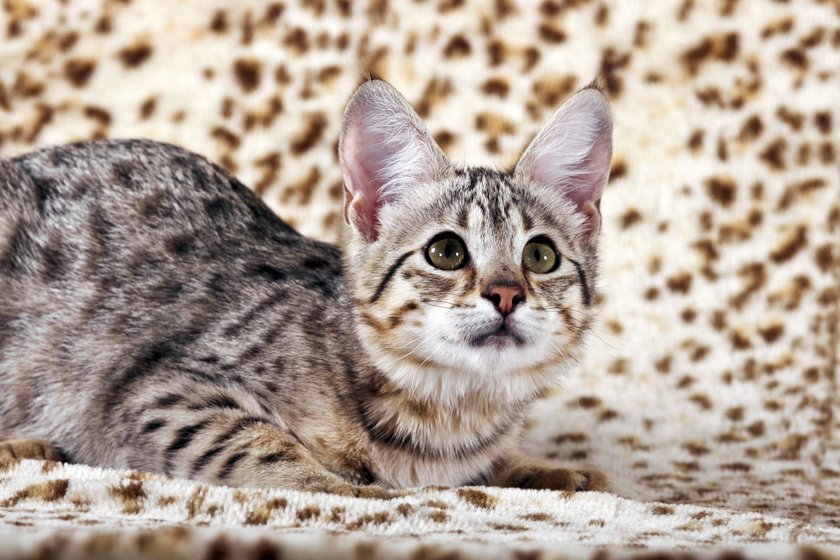 Eine junge Savannah-Katze liegt und schaut hoch in die Kamera.