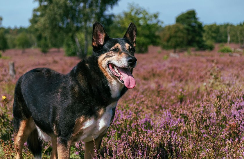 Family shepherd dog in the blooming Lüneburg Heath in Germany