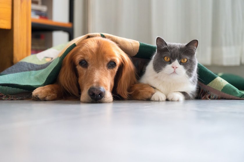 Golden retriever und britisch Kurzhaar