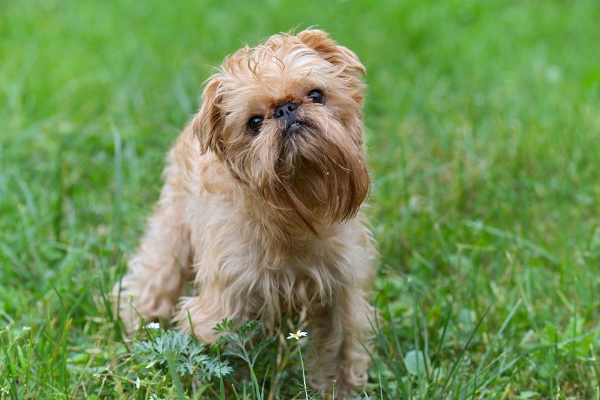 Brüsseler Griffon im Gras