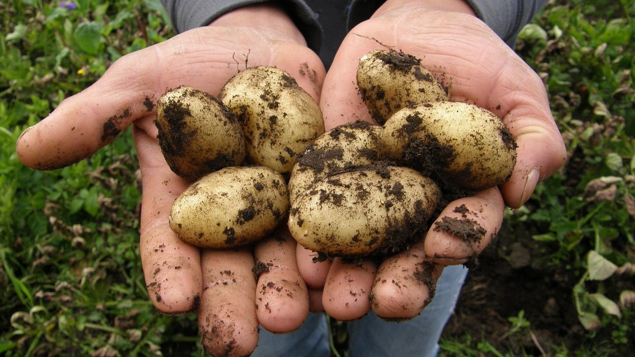 Frisch geerntete Kartoffeln halten in der Tchibo-Aufbewahrungsbox viel länger. 