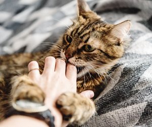 Katze beißt beim Streicheln: Fünf mögliche Gründe können dahinterstecken