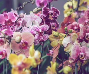 Mit dieser Zutat aus der Küche kommen deine Orchideen unbeschadet durch die kalte Jahreszeit