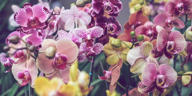 Mit dieser Zutat aus der Küche kommen deine Orchideen unbeschadet durch die kalte Jahreszeit