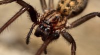 Spinneninvasion im Herbst: So wirst du die Krabbler los