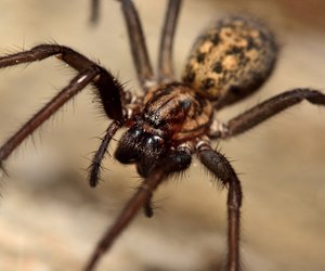 Spinneninvasion im Herbst: So wirst du die Krabbler los