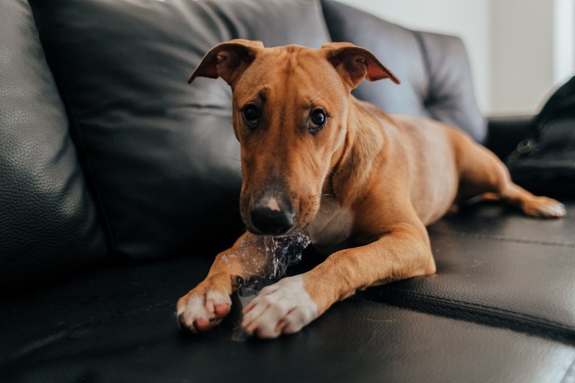 Hund Basenji