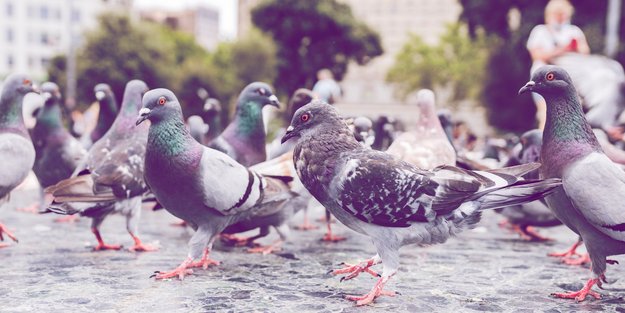 Tauben vertreiben: 4 tierfreundliche, aber effektive Methoden