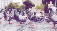 Tauben vertreiben: 4 tierfreundliche, aber effektive Methoden