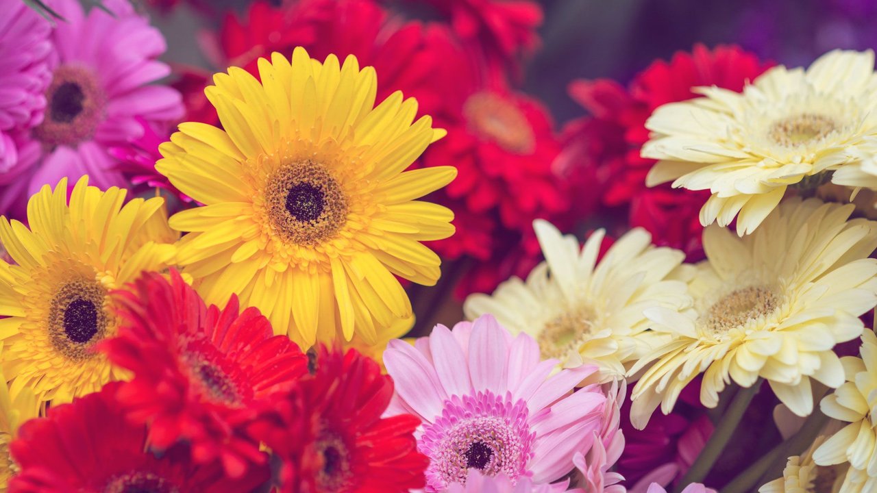 Gerbera