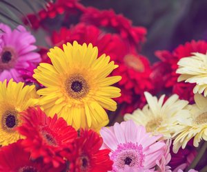 Mit diesem einfachen Hausmittel aus der Küche blühen Gerbera besonders schön