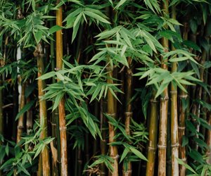 Bambus Bedeutung: Das steckt hinter der exotischen Pflanze