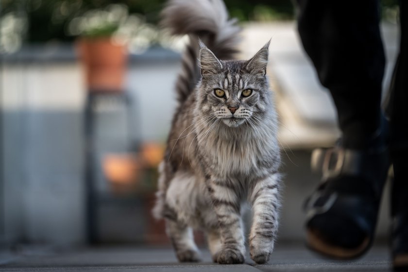 Maine Coon