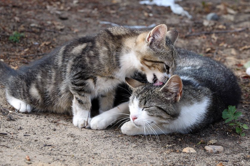 Katzenbabys putzen sich gegenseitig