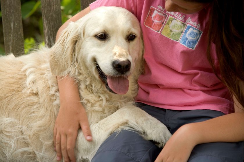 Ein Golden Retriever sitzt zusammen mit einem Mädchen.