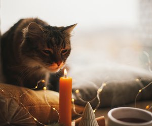 Duftkerzen im Herbst? Für dich als Haustierhalter ist das keine gute Idee!