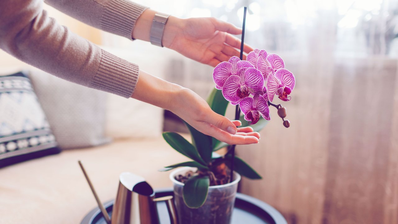 Frau hält ihre Hände schützend um eine pinke Orchidee