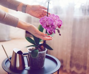 Diese Frucht bringt deine Orchideen schneller zum Blühen