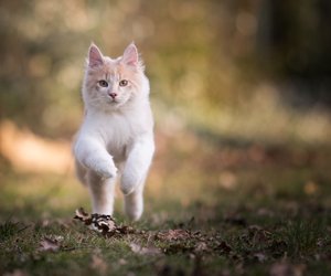 Diese Katzenrassen sind außergewöhnlich schreckhaft