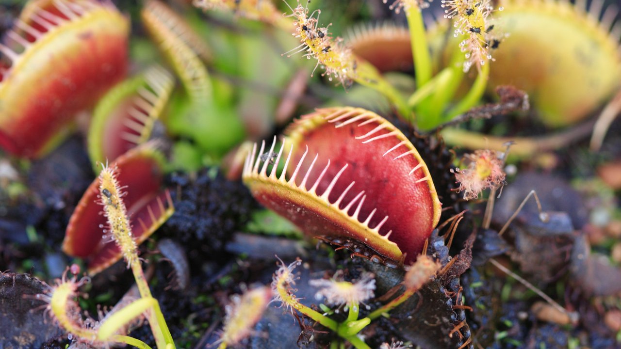 Carnivorous Venus Fly Traps (Dionaea muscipula) and Sundews (Drosera capensis)   Plants secrete digestive enzymes s until the insect is liquified and its soluble contents digested...