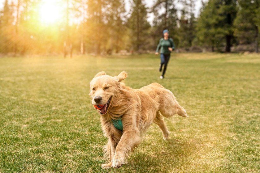 Die 12 besten Hunderassen für Agility