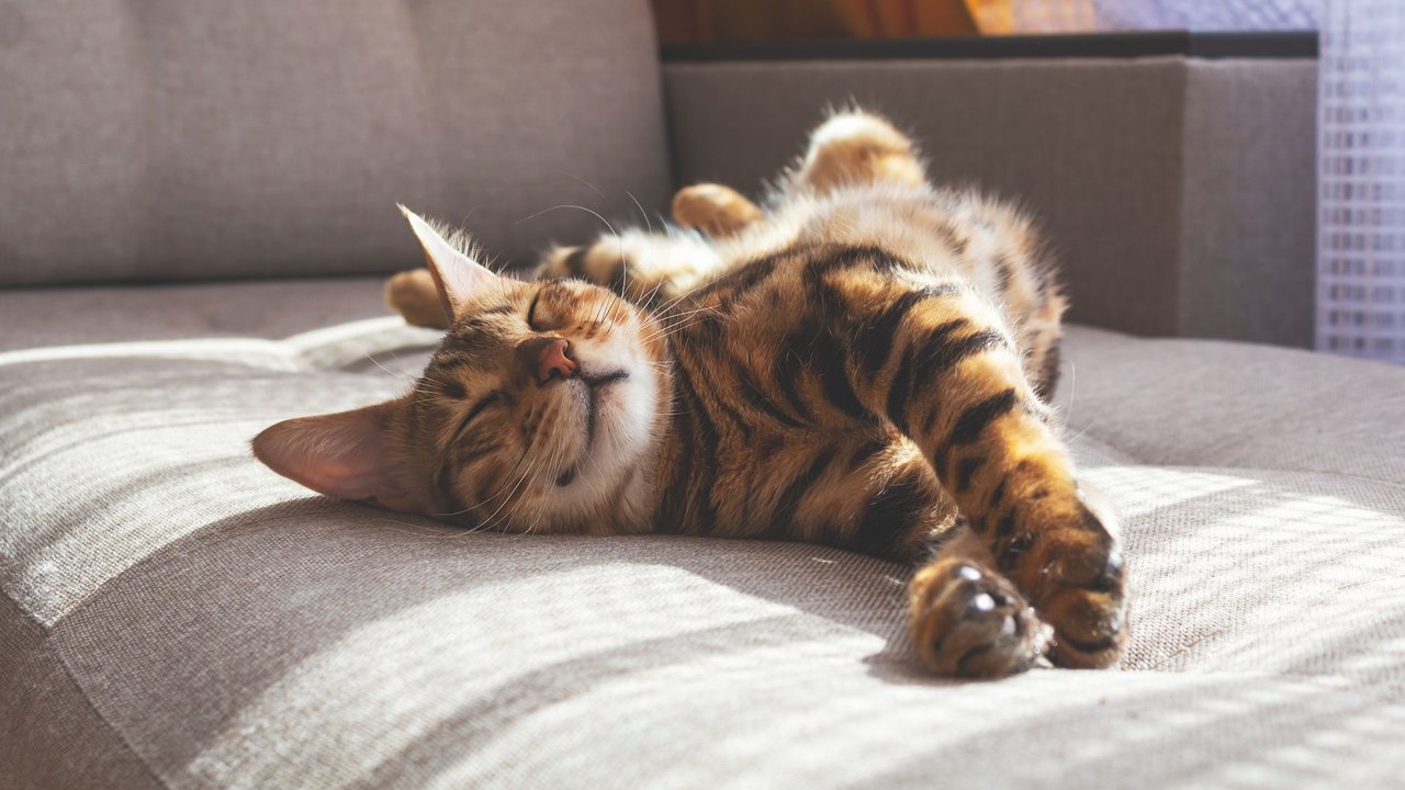 Amazing domestic bengal cat with spotted fur lying on sofa and smiling In her sleep. Cat's dreams.