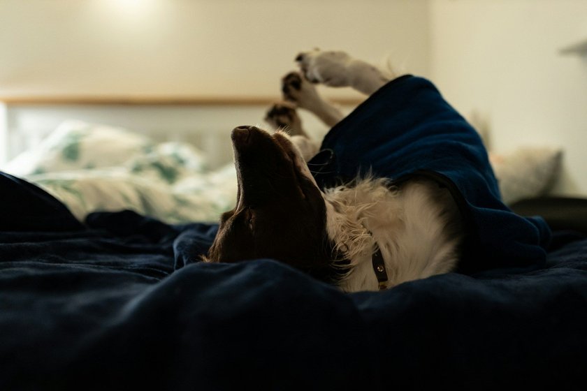 Ein Hund liegt auf dem Rücken auf einem Bett.