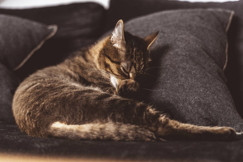 getiegerte Katze putzt sich selbst auf einem kuschligen Sofa
