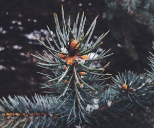 Weihnachtsbaum entsorgen: So wirst du die Tanne einfach los