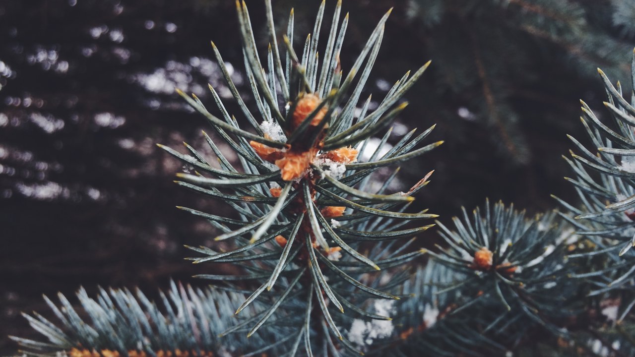 Weihnachtsbaum entsorgen: So wirst du die Tanne einfach los
