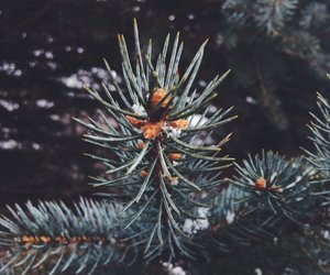 Weihnachtsbaum entsorgen: So wirst du die Tanne schnell & einfach los