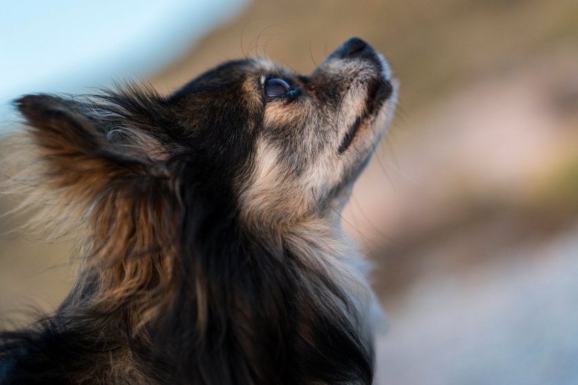 Ein Chihuahua, der in den Himmel schaut.