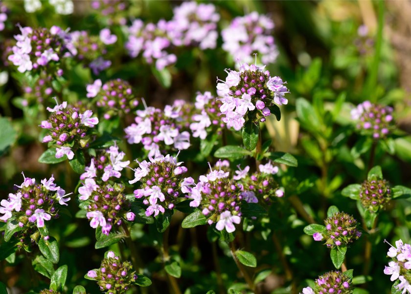 Thyme plant with blossoms