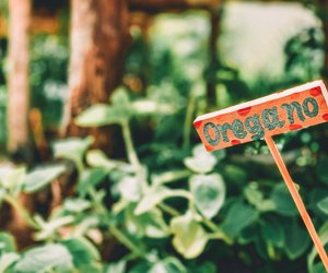 Aussprache von Oregano: Welcher Buchstabe wird betont?