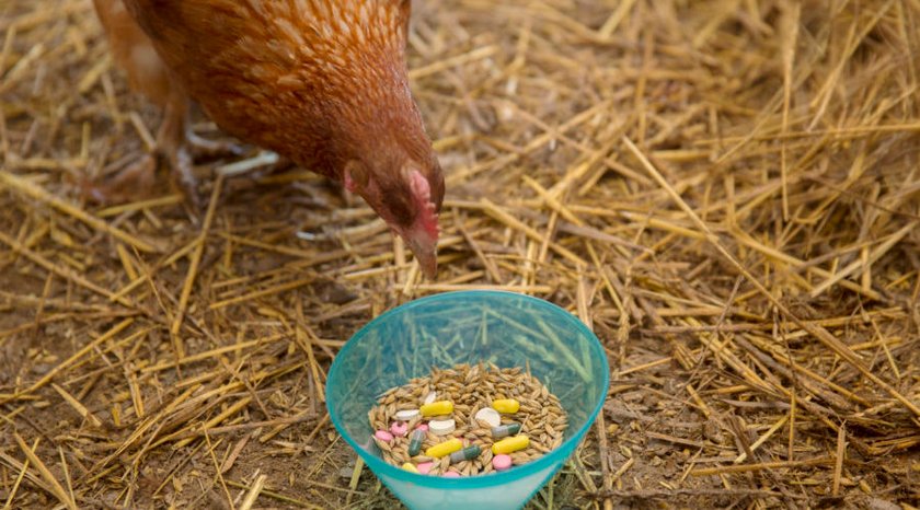Huhn pickt in Antibiotika-Futter