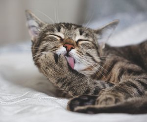 Warum sich deine Katze ständig putzt: Achte unbedingt auf diese Dinge!