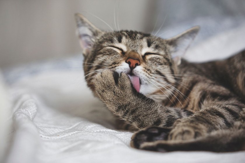Pet cleaning: Cute tabby cat licks fur