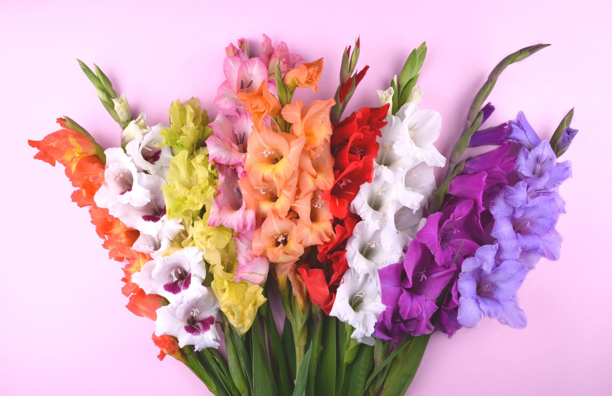 Gladiole Bedeutung Gladiole Bedeutung