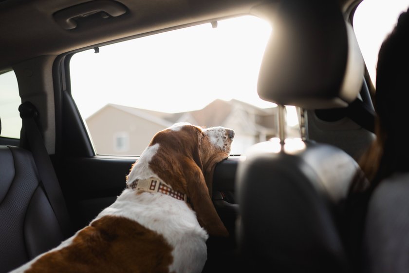 Hund schaut in einem Auto aus dem Fenster