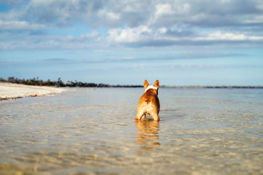 Ein Boston Terrier läuft rückwärts im seichten Meerwasser am Strand an einem warmen und sonnigen Sommertag