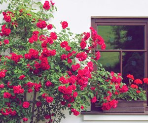 Wenn du jetzt diesen Trick anwendest, blühen deine Rosen im Mai so gesund wie nie