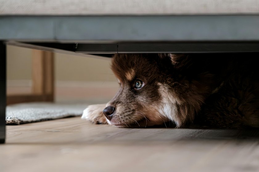 Hunde zeigen Stress und Angst auf vielfältige Weise.