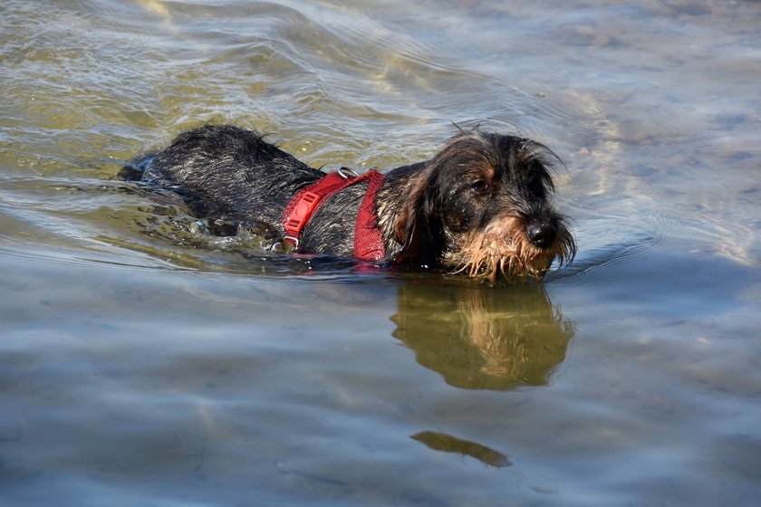 Hund badet im See