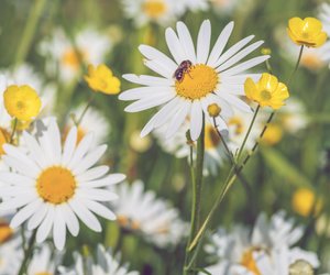 Mit diesem Hausmittel blühen Margeriten besonders schön