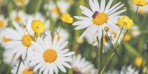 Mit diesem Hausmittel blühen Margeriten besonders schön