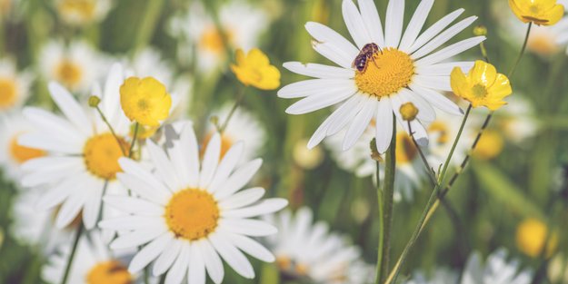Mit diesem Hausmittel blühen Margeriten besonders schön